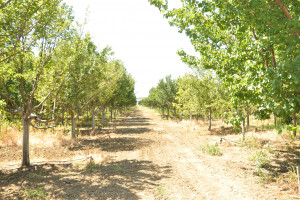 Kənd təsərrüfatı nazirinin müavini İlhamə Qədimova Biləsuvarda vətəndaşları qəbul edib, təsərrüfatlara baş çəkib