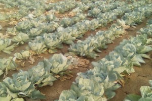 AZƏRBAYCANDA YENİ BİTKİ SORT VƏ HİBRİDLƏRİNİN SINAQLARI DAVAM ETDİRİLİR