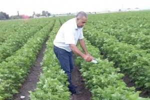 KÜRDƏMİR VƏ AĞDAMDA BİOLOJİ MÜBARİZƏ TƏDBİRLƏRİNİN İKİNCİ MƏRHƏLƏSİ BAŞLAYIB