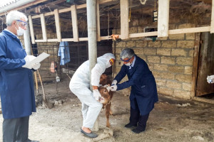 AĞSUDA BRUSELYOZ XƏSTƏLİYİNƏ QARŞI PROFİLAKTİK PEYVƏNDLƏMƏ TƏDBİRLƏRİ APARILIR