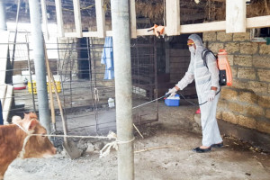 AĞSUDA BRUSELYOZ XƏSTƏLİYİNƏ QARŞI PROFİLAKTİK PEYVƏNDLƏMƏ TƏDBİRLƏRİ APARILIR