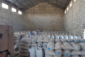 QUBA, QUSAR, XAÇMAZ, SİYƏZƏN VƏ ŞABRANDA 5509 TON TƏMİZLƏNMİŞ TOXUM QEYDİYYATA ALINIB