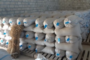 QUBA, QUSAR, XAÇMAZ, SİYƏZƏN VƏ ŞABRANDA 5509 TON TƏMİZLƏNMİŞ TOXUM QEYDİYYATA ALINIB