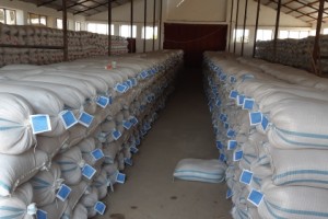 QUBA, QUSAR, XAÇMAZ, SİYƏZƏN VƏ ŞABRANDA 5509 TON TƏMİZLƏNMİŞ TOXUM QEYDİYYATA ALINIB