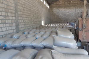 QUBA, QUSAR, XAÇMAZ, SİYƏZƏN VƏ ŞABRANDA 5509 TON TƏMİZLƏNMİŞ TOXUM QEYDİYYATA ALINIB