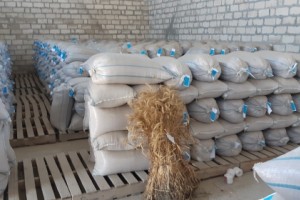 QUBA, QUSAR, XAÇMAZ, SİYƏZƏN VƏ ŞABRANDA 5509 TON TƏMİZLƏNMİŞ TOXUM QEYDİYYATA ALINIB