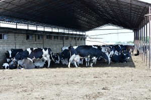DÖVLƏT BAYTARLIQ XİDMƏTİNİN RƏİSİ SAMUXDA DABAQ XƏSTƏLİYİNƏ QARŞI TƏKRAR PROFİLAKTİK PEYVƏNDLƏMƏ İŞLƏRİ İLƏ TANIŞ OLUB