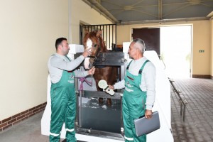 QARABAĞ ATÇILIQ KOMPLEKSİNİN AÇILIŞ MƏRASİMİ KEÇİRİLİB