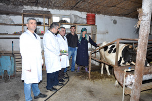 TOVUZDA EPİZOOTİK SABİTLİYİN TƏMİN EDİLMƏSİ ÜÇÜN PROFİLAKTİK TƏDBİRLƏRƏ BAŞLANILIB
