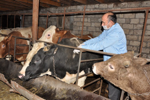 TOVUZDA EPİZOOTİK SABİTLİYİN TƏMİN EDİLMƏSİ ÜÇÜN PROFİLAKTİK TƏDBİRLƏRƏ BAŞLANILIB
