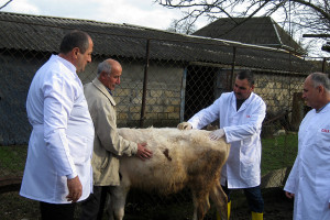 ASTARA RAYONUNDA EPİZOOTİYA ƏLEYHİNƏ PROFİLAKTİK TƏDBİRLƏR APARILIR