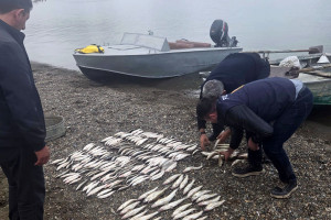 Mingəçevir su anbarı və Kür çayında qanunsuz balıq ovu faktları aşkarlanıb