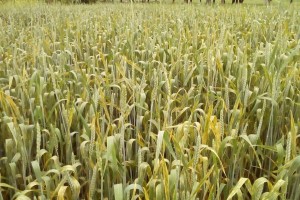 Taxılda pas xəstəliklərinə qarşı mübarizə tədbirləri