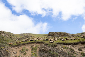 Kəlbəcər yaylaqlarına qoyunçuluq və arıçılıq təsərrüfatları köçürülüb