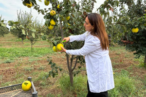 Aqrar Təlim Mərkəzinin mütəxəssisləri Tovuzda nümunəvi heyva bağı ilə tanış olublar