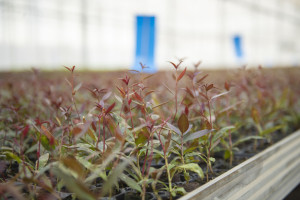 Field trips to innovative farms organized within the framework of the “Caspian Agro Week” exhibition