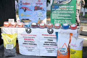 Ucarda “Aqrar Biznes” və “I Çəltik” festivalı keçirilib