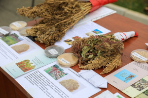 Füzulidə "İnnovasiya Festivalı" keçirilib