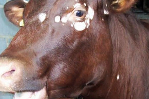 Heyvanlarda dəmrov xəstəliyi və ona qarşı mübarizə tədbirləri - Fermerlərə tövsiyə