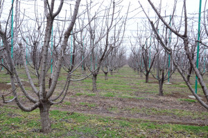 Aqrar Xidmətlər Agentliyinin sədri Sərdar Hacıyev Tovuzda vətəndaşları qəbul edib, təsərrüfatlara baş çəkib