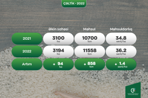 Azərbaycanda çəltik biçini başa çatıb, məhsuldarlıq yüksəkdir