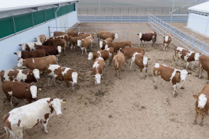 Qobustan Heyvandarlıq Nümayiş Kompleksində xarici cins Simmental inəklərinin satışına başlanılıb  
