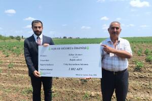Cəlilabad və Biləsuvarda təsərrüfatlara dəymiş zərərlər üzrə sığorta ödənişləri həyata keçirilib