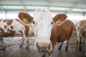 Qobustan Heyvandarlıq Nümayiş Kompleksində xarici cins Simmental inəklərinin satışına başlanılıb  