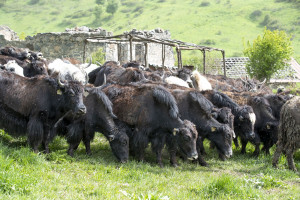 Laçında yerləşən yak təsərrüfatında 28 buzov doğulub