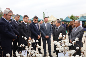 Saatlıda Aqrar Biznes və “Pambıq” festivalları keçirilib