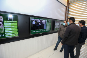 Qobustan Heyvandarlıq Kompleksində ölkəyə ilk dəfə gətirilən xarici cins “Murciana” keçilərinin satışına başlanılıb