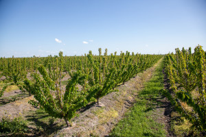 “Aqroservis” ASC-nin İdarə Heyətinin sədri Mehman Veysəlov Bərdədə vətəndaşları qəbul edib, təsərrüfatlara baş çəkib