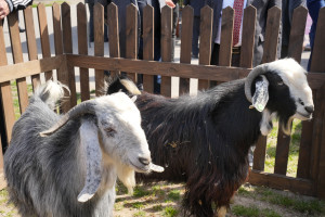 Laçın rayonunda Aqrar Biznes Festivalı keçirilib