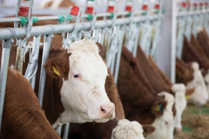Qobustan Heyvandarlıq Nümayiş Kompleksində xarici cins Simmental inəklərinin satışına başlanılıb  