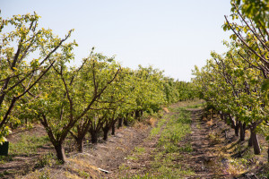 “Aqroservis” ASC-nin İdarə Heyətinin sədri Mehman Veysəlov Bərdədə vətəndaşları qəbul edib, təsərrüfatlara baş çəkib