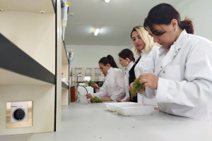 Nadir yerli üzüm sortlarının genetik əlamətləri müasir laborator üsullarla təyin edilir