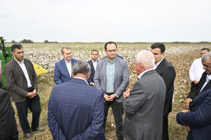 Nazir Məcnun Məmmədov Saatlıda pambıq yığımı prosesində iştirak edib, fermerlərlə görüşüb