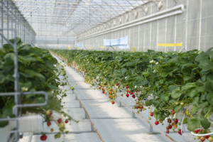 Field trips to innovative farms organized within the framework of the “Caspian Agro Week” exhibition