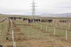 Kənd Təsərrüfatı Nazirliyinin kollektivi “Bir gündə 650 min ağac əkək” kampaniyasında aktiv iştirak edib