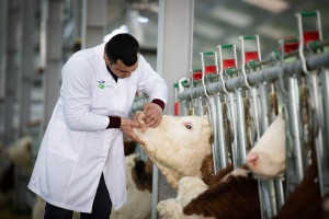 Qobustan Heyvandarlıq Nümayiş Kompleksində xarici cins Simmental inəklərinin satışına başlanılıb  