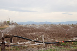 Nazir Məcnun Məmmədov Naxçıvanda təsərrüfatlara baş çəkib, fermerlərlə görüşüb