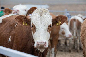Qobustan Heyvandarlıq Nümayiş Kompleksində xarici cins Simmental inəklərinin satışına başlanılıb  