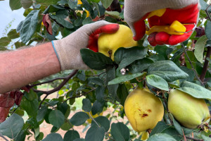 Aqrar Təlim Mərkəzinin mütəxəssisləri Tovuzda nümunəvi heyva bağı ilə tanış olublar