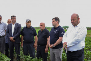 Sabirabadda fermerlər üçün pambıqçılıq üzrə maarifləndirici sahə görüşü keçirilib