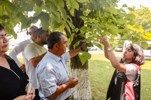 Qəhvəyi mərmər bağacığına qarşı Samuray arılarının təbii mühitə buraxılmasına başlanılıb