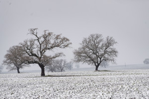 “İvanovka Aqropark”a qeydiyyat şəhadətnaməsi təqdim edilib