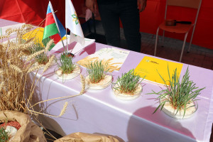 Bu gündən respublika toxum sərgi-satış yarmarkasına start verilib