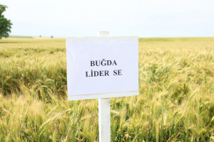 “Toxumçuluğun inkişafında sertifikatlaşmanın əhəmiyyəti” mövzusunda tədbir keçirilib