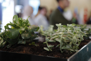 Kənd Təsərrüfatı Nazirliyi “Rebuild Karabakh” sərgisində təmsil olunur