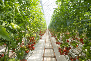Field trips to innovative farms organized within the framework of the “Caspian Agro Week” exhibition